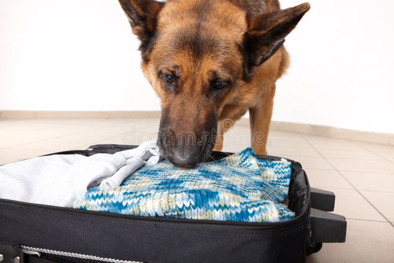 Sniffing dog chceking luggage royalty free stock photos Sniffing dog chceking luggage royalty free stock photos