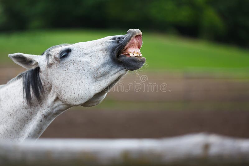 Sniffing horse stock image. Image of beautiful, sniffing 55803971