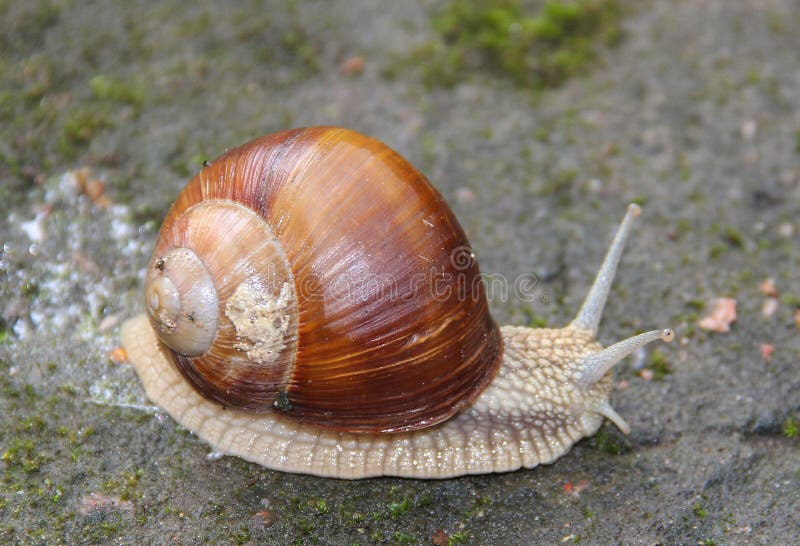 Macro close up of a Snail, gastropod mollusk with a spiral shell crawls on the pavement. Macro close up of a Snail, gastropod mollusk with a spiral shell crawls on the pavement