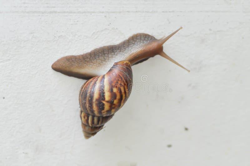 Snail, gastropod or winkle on the wall. Snail, gastropod or winkle on the wall