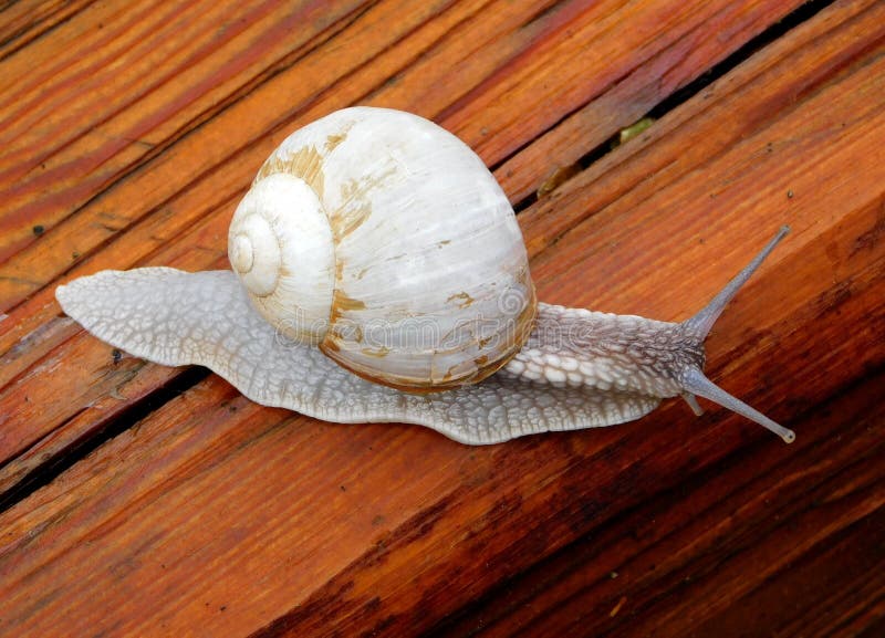 Snail gastropod mollusk with spiral sheath on natural blurred background close-up. Snail gastropod mollusk with spiral sheath on natural blurred background close-up