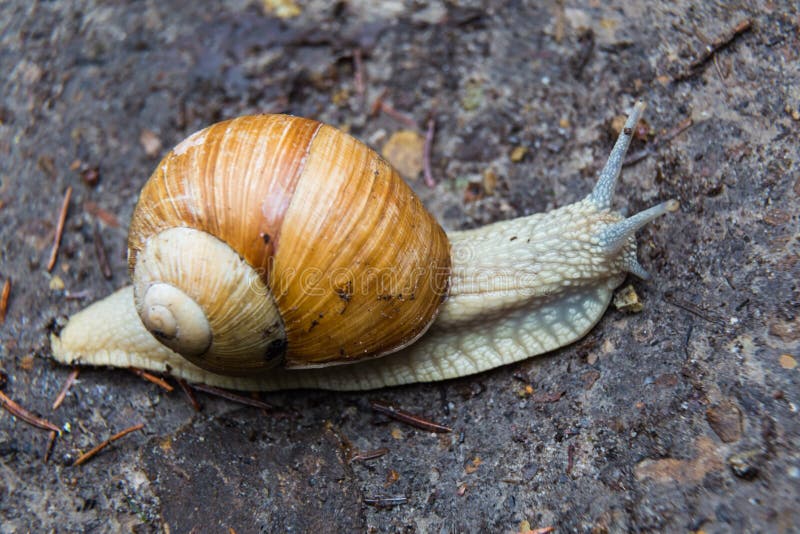 Snail gastropod mollusk with spiral sheath on the ground close up. Snail gastropod mollusk with spiral sheath on the ground close up.