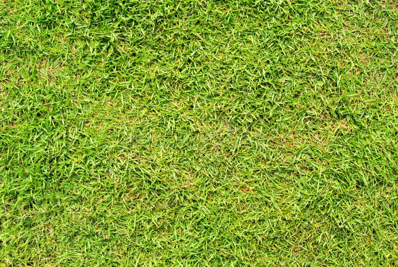 Snijd plotseling groene grasachtergrond Groene de fotoachtergrond van het grasgebied De lentebanner van vers groen gras royalty-vrije stock foto Snijd plotseling groene grasachtergrond Groene de fotoachtergrond van het grasgebied De lentebanner van vers groen gras royalty-vrije stock foto