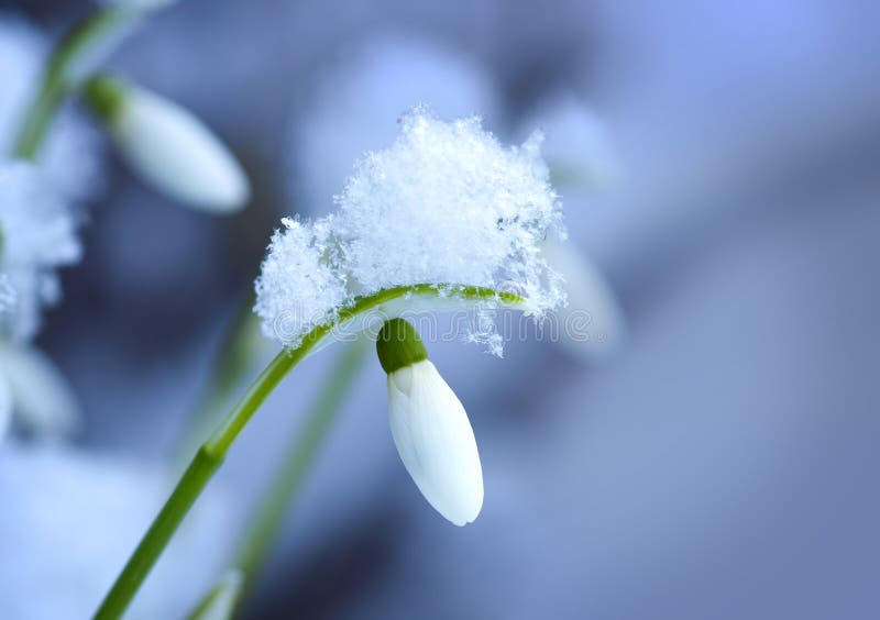 Snoe drop with ice crystals