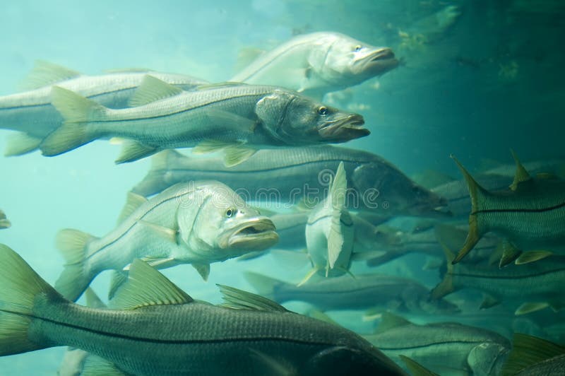 free instals Old Snook free instals Old Snook