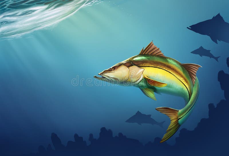 Snook Common Fish Mounts on water at depth realistic illustration. place for text. Snook Common Fish Mounts on water at depth realistic illustration. place for text.