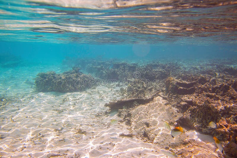 Snorkeling. Colorful view of underwater world. Dead coral reefs, sea grass , white sand and turquoise water.