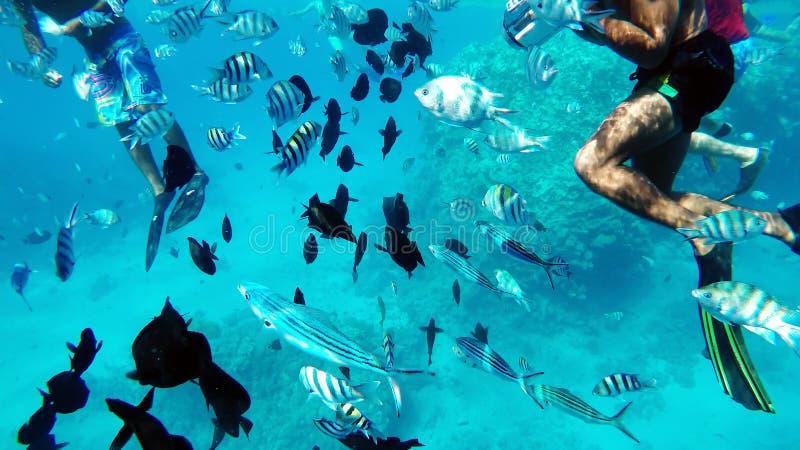 Snorkeling in the Red Sea near coral reefs