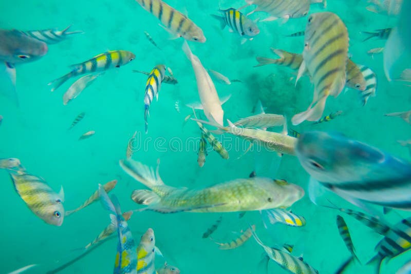 Snorkeling Trips,Many Colorful Sea Fish in Koh Chang,Trat,Thailand Stock  Photo - Image of black, changtratthailand: 142408924