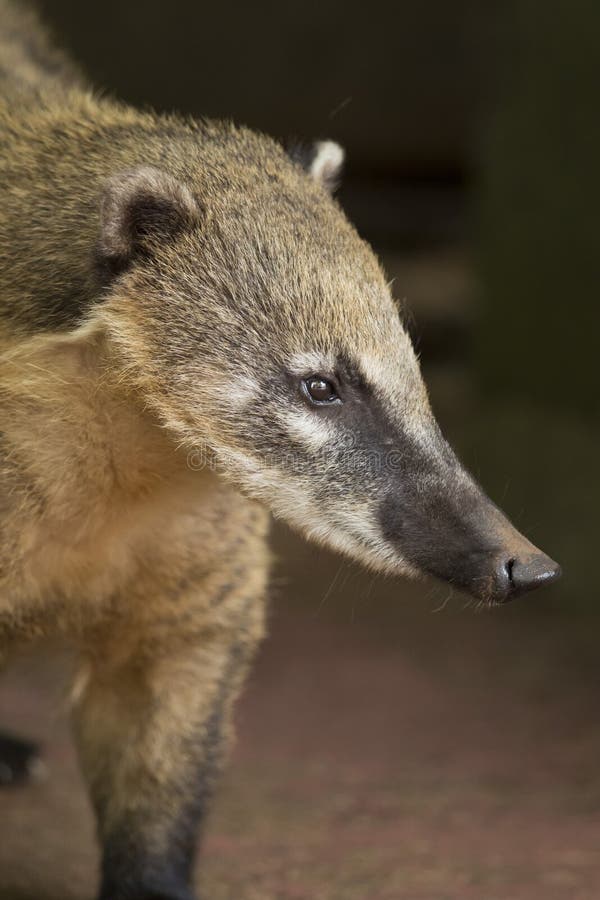 Snout of a Coati stock photo. Image of animal, wild, nose - 28684742