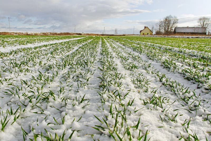 Snow above field.