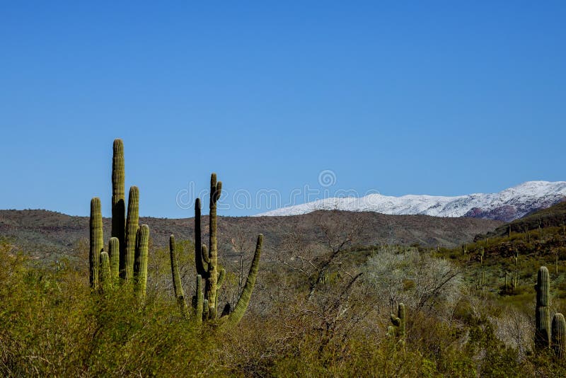 Snow in the Arizona desert, north of Tucson, Arizona an weather event brought snowfall to the mountains with saguaro cacti and