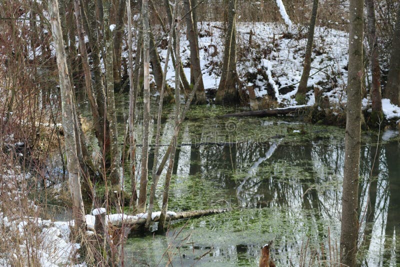 Snow on the Beaver dam stock image. Image of beaver 267096197