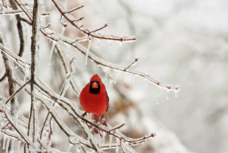 Snow covered bird house stock photo. Image of freezing 4536822