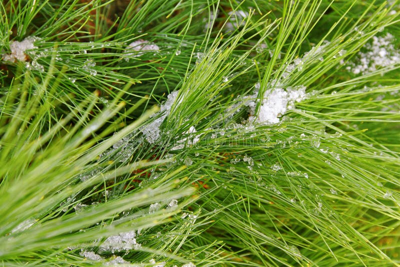 Snow on the brunch. stock photos