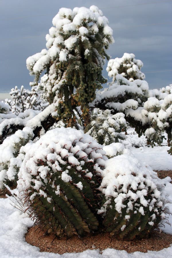 Snow Cactus Stock Photography Image 1831322
