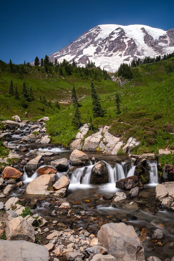 A snow capped mountain, Mount Rainier at spring time with a field of wildflowers in the foreground, and a stream royalty free stock image A snow capped mountain, Mount Rainier at spring time with a field of wildflowers in the foreground, and a stream royalty free stock image