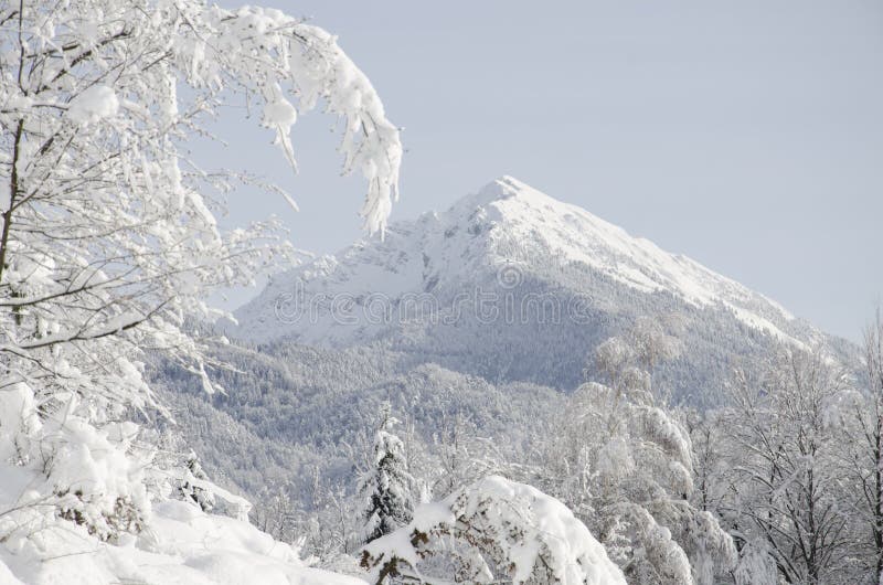Snow Capped Mountain Peak With Trees In Foreground Stock Photo Image