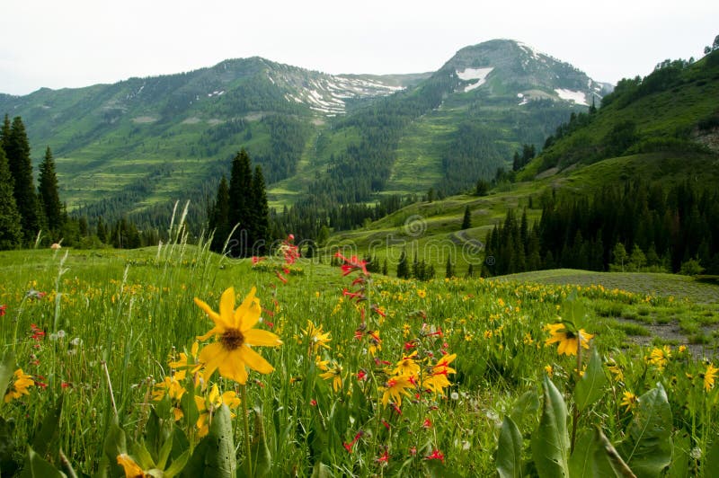 Snow capped mountains a a valley of wildflowers.