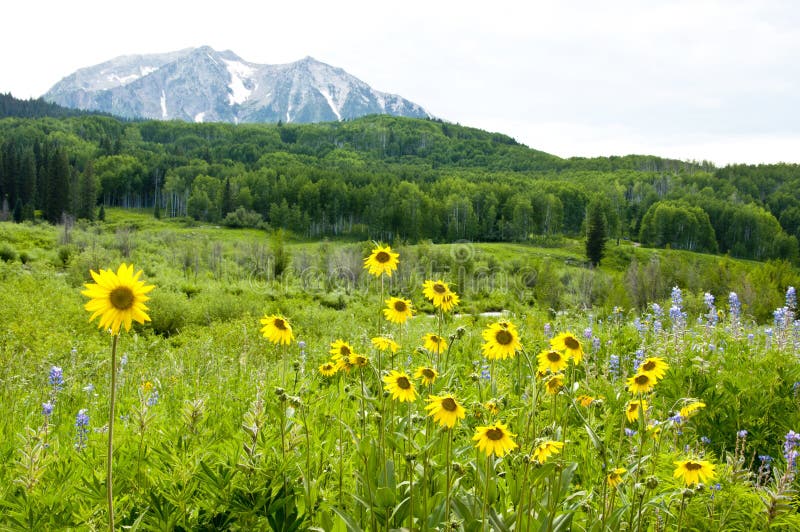 Snow capped mountains and wildflowers