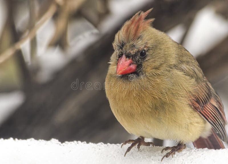 In The Snow cardinal femenino imagen de archivo libre de regalías In The Snow cardinal femenino imagen de archivo libre de regalías