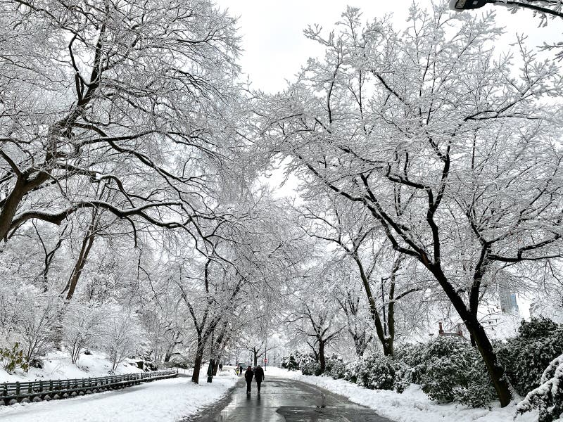 Snow in Central Park, NYC editorial stock image. Image of weather