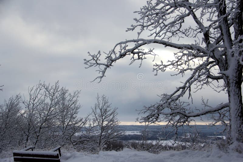 Snow clinging to an oak tree in winter cloudy winter sky