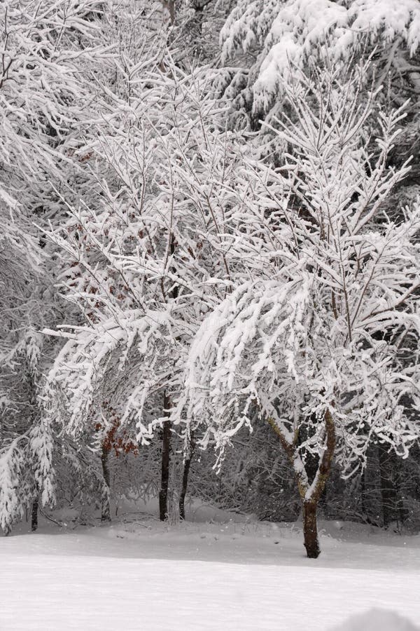 Snow Coating Trees in the Winter Time Stock Photo - Image of evergreen ...