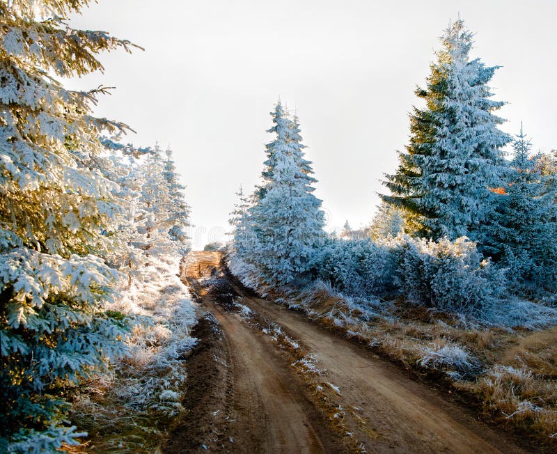 Snow cover trees