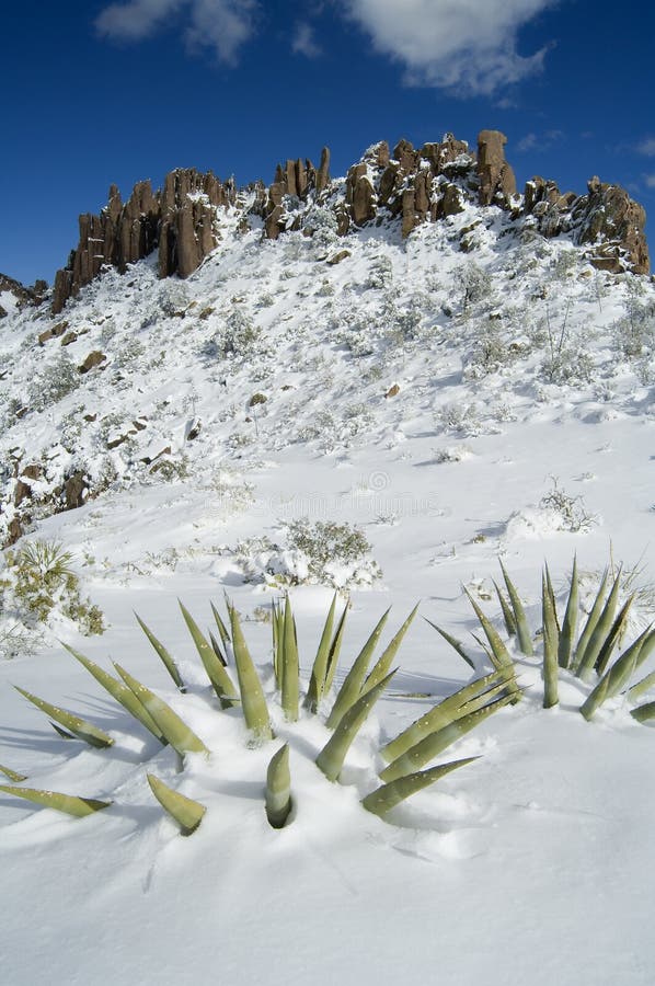 Snow covered Agaves stock photos
