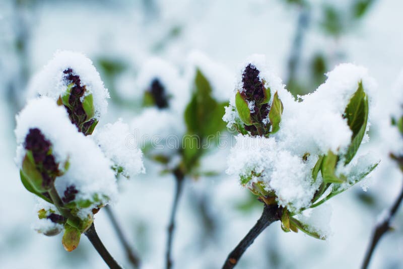 Blooming Lilac Flowers on the Old Wood. Stock Image Image of spring