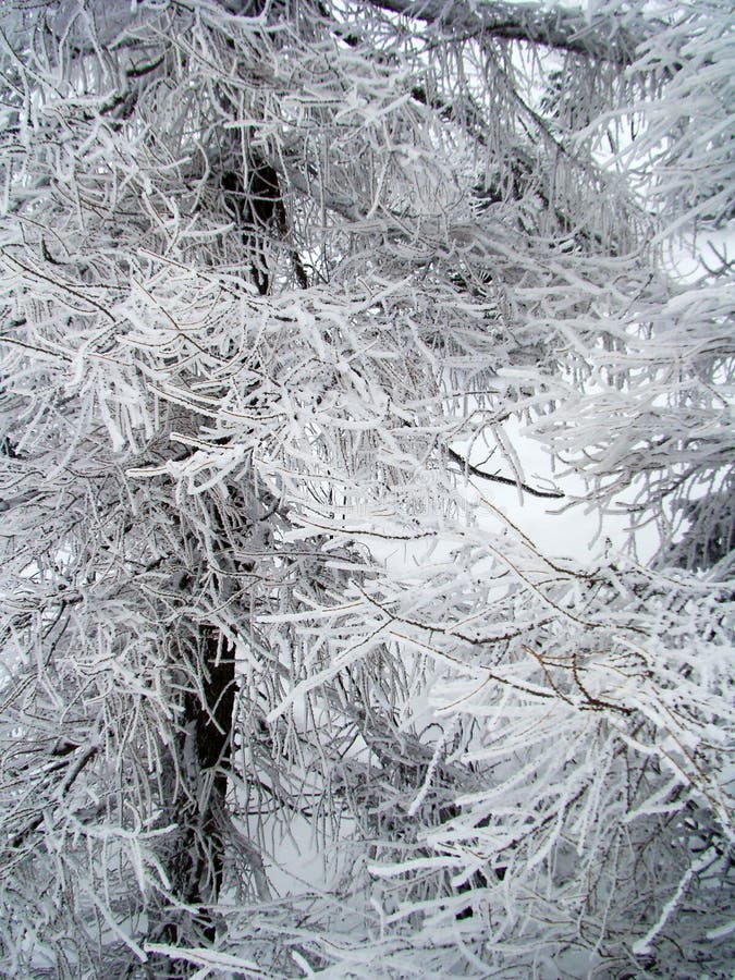 Snow covered branches in the winter forest.