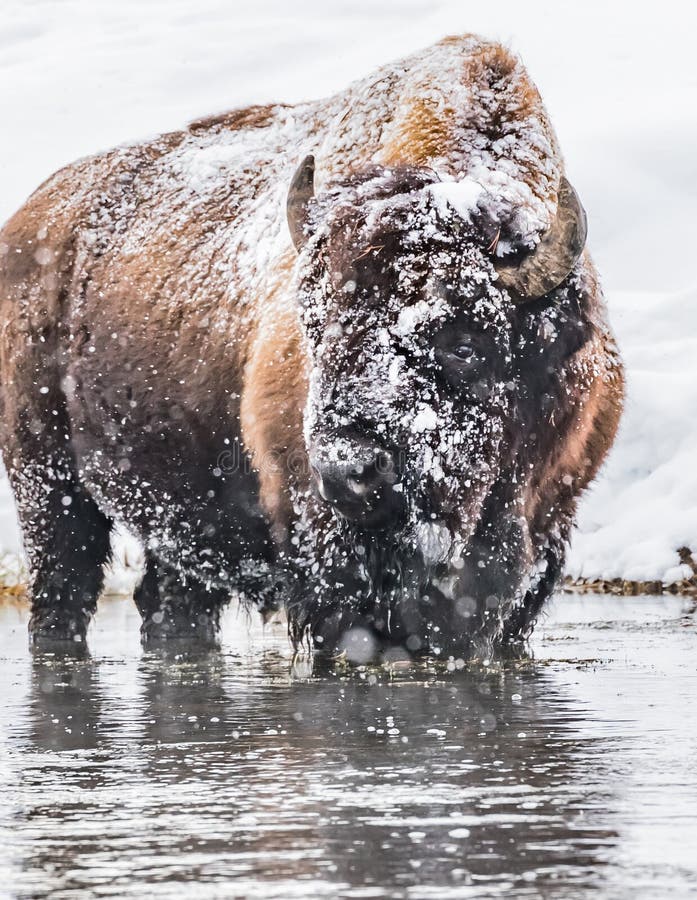 Snow covered buffalo looking left in Yellowstone in Winter