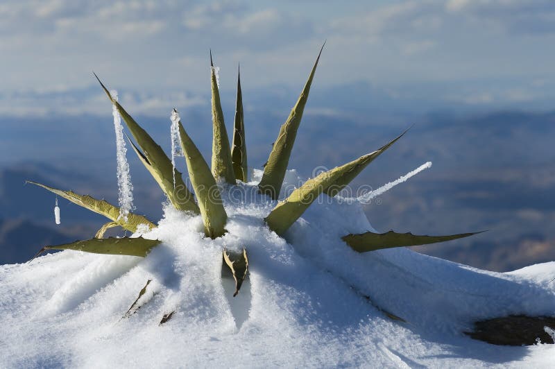 Snow Covered Century Plant