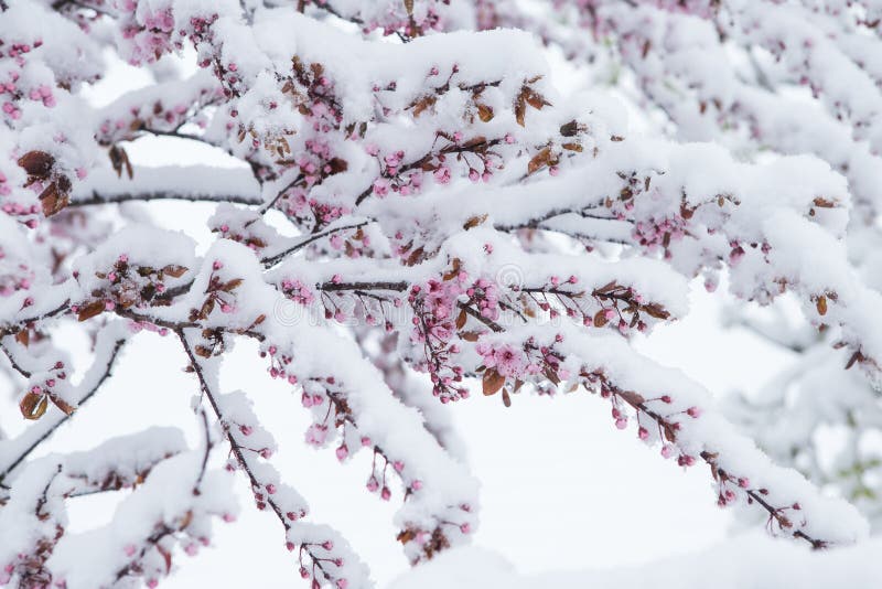 973 Snow Covered Cherry Blossom Photos Free Royalty Free Stock Photos From Dreamstime