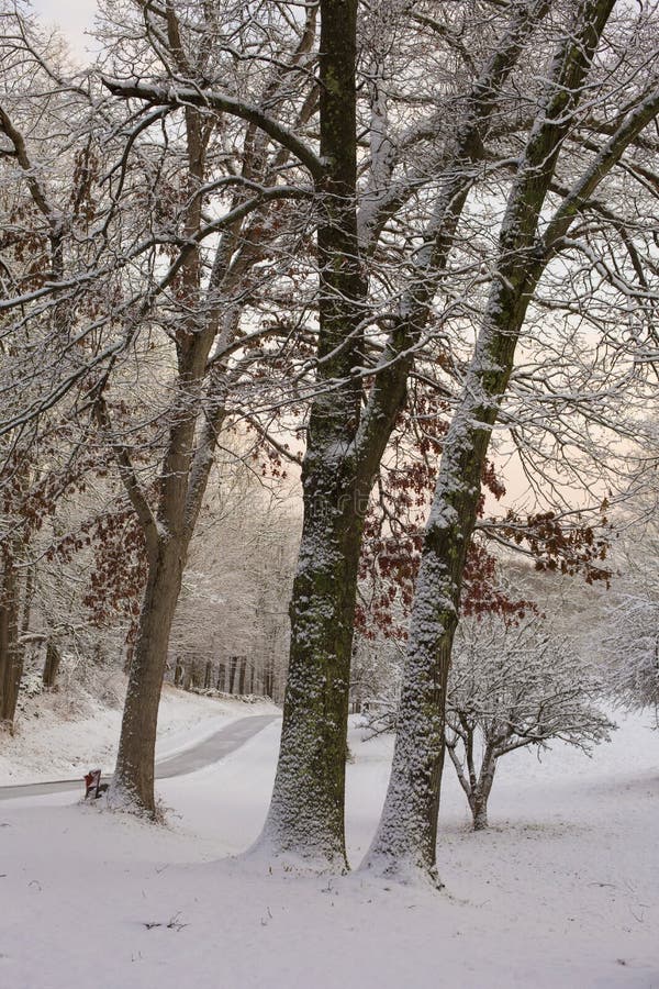 A tranquil wintry scene includes snow covered trees and bushes and a winding driveway that has recently been plowed. The sky is lit up with the subtle tones of a winter sunset. A tranquil wintry scene includes snow covered trees and bushes and a winding driveway that has recently been plowed. The sky is lit up with the subtle tones of a winter sunset.