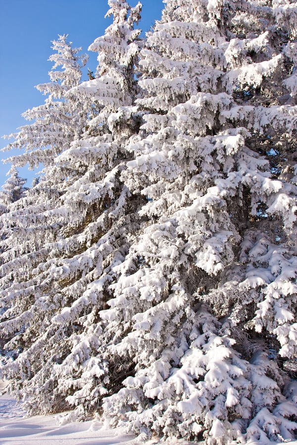 A winter scene of evergreen trees. A winter scene of evergreen trees.