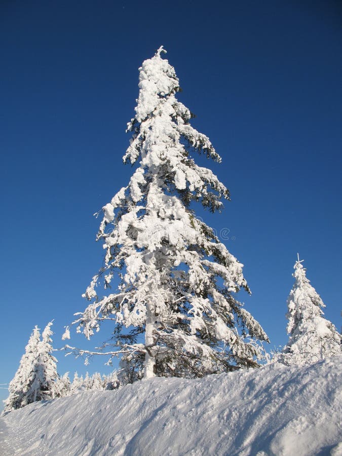 Evergreen trees covered with heavy snow. Evergreen trees covered with heavy snow