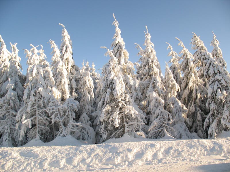 Snow covered evergreen trees