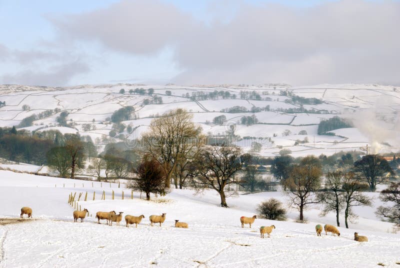 Snow Covered Field and Hills with Sheep