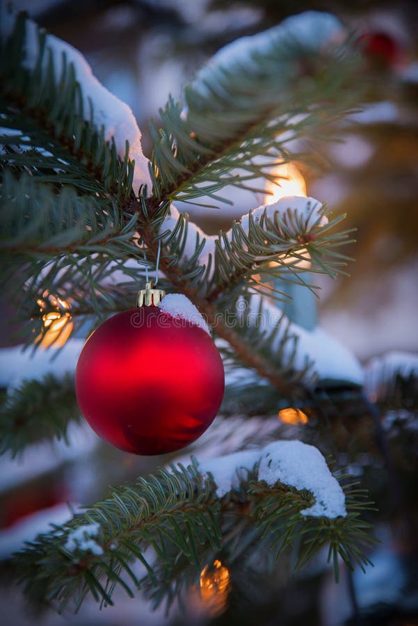 Snow Covered Fir Branch with Red Christmas Bauble and Lighted Ca Stock  Photo - Image of outdoor, bright: 103604500