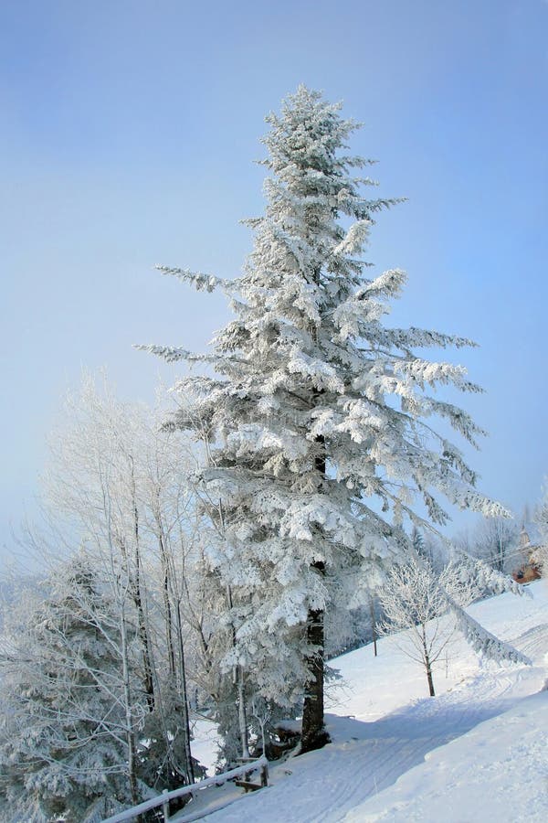 Snow covered fir tree in mountains under blue sky