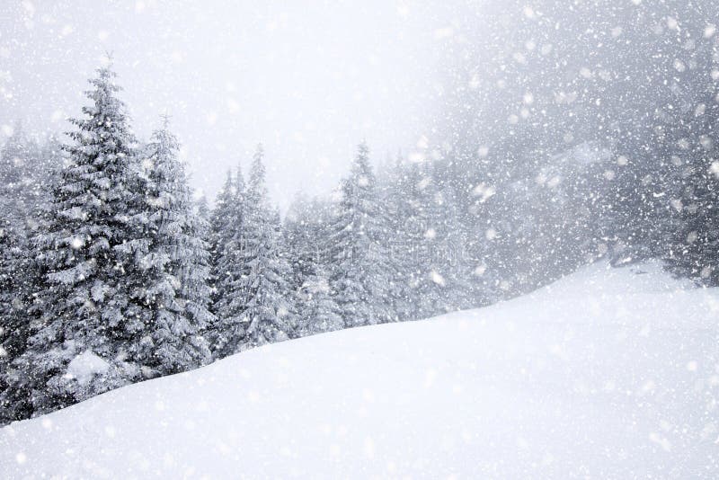 snow covered fir trees in heavy snowfall - Christmas background