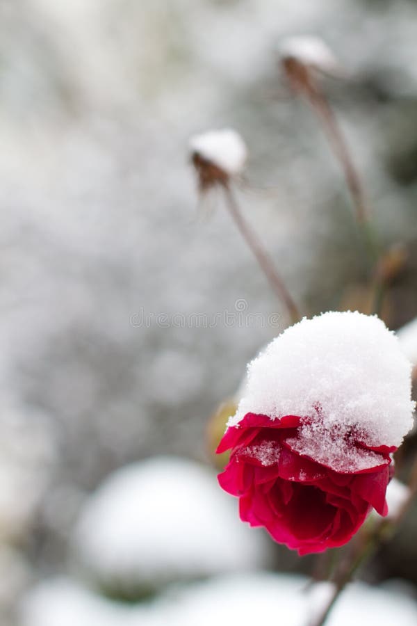 Snow covered flowers stock image. Image of fragile, life 17230451