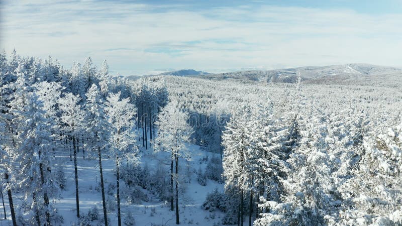 Snow covered forest, aerial view of winter woodland with Alps far behind on the horizon