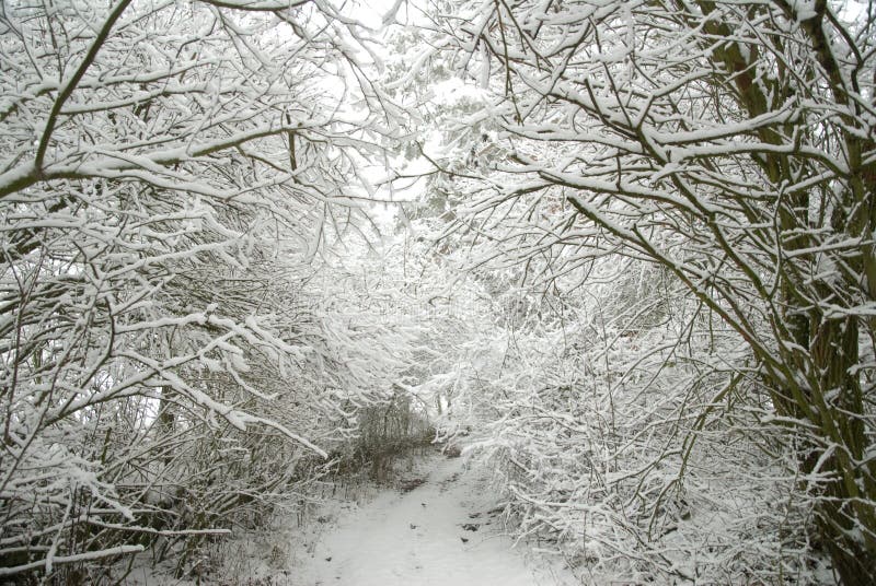 Snow-covered forest path