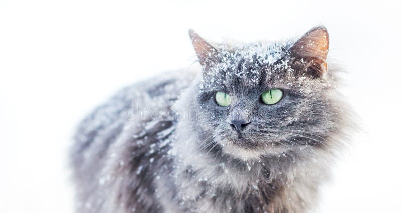Snow-covered gray furry cat on a white background_ stock photos Snow-covered gray furry cat on a white background_ stock photos