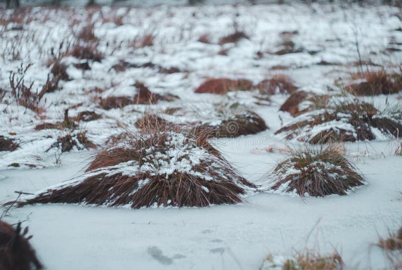 Snow covered hummocks of dry grass on the swamp winter