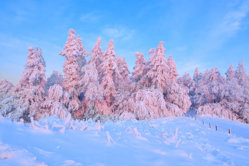 From the snow covered lawn there is a view to nice trees covered by frost and snow. Light pink sun rays of sunset.