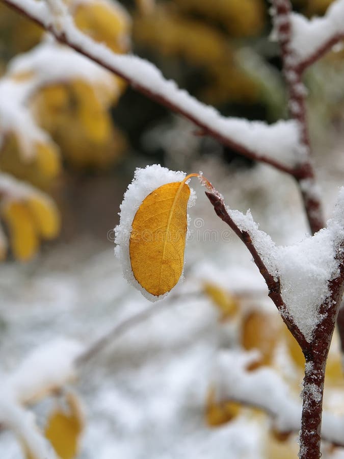 Snow covered leaf